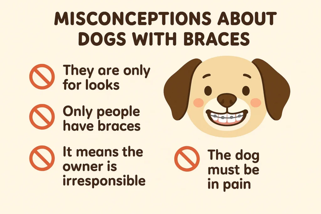 A happy, healthy dog with braces playing fetch, countering misconceptions about canine orthodontics.